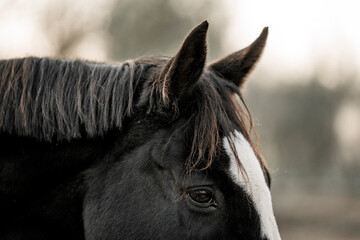 beautiful black sport horse with white blaze in paddock paradise equine pony pretty dark noble 