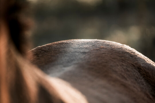 horse croupe but detail shot