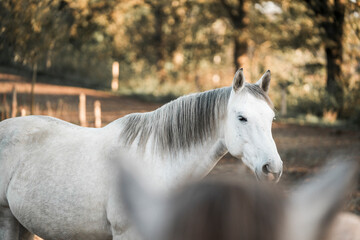 grey horse mare equine detail animal 