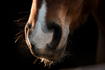 horse nose snout nostril detail close animal equine pont