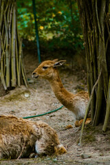 Several animals resembling small deer or antelopes rest in a fenced enclosure made of wooden stakes and metal mesh.