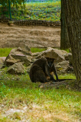a wallaby sitting on the ground amidst a natural setting. The wallaby has a brownish coat with some darker markings, and it is positioned near a few large rocks.