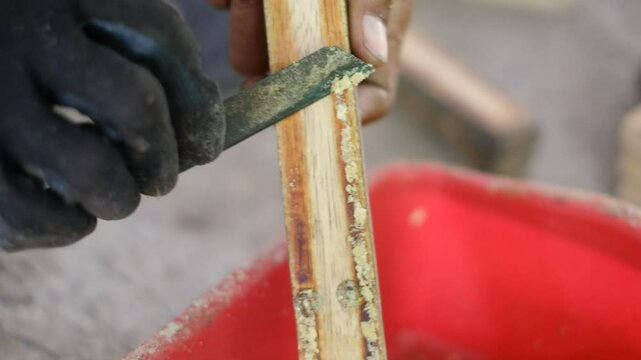 Close up of harvesting black soldier fly eggs to be raised into larvae/maggots at an insect farm for animal feed.