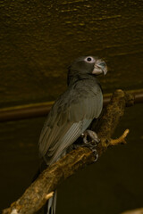 A large gray parrot perched on a tree branch. The bird features dark feathers with gray and black hues, along with a bright white ring around its eyes.