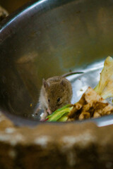 A small gray mouse sits in a metal bowl with food remnants, in a dark room. Overhead lighting...