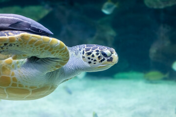 Obraz premium sea turtle swimming in water ,close up