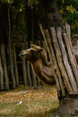 A camel stands next to a wooden fence, pressing its head between two planks. Its brownish fur...