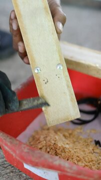 Close up of harvesting black soldier fly eggs to be raised into larvae/maggots at an insect farm for animal feed.