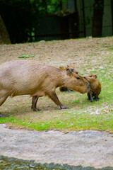 A group of capybaras on the shore of a pond, with an adult heading towards smaller capybaras, who...
