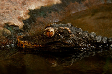 a crocodile partially submerged in water. Its dark brown scaly skin blends with the color of the water, creating a camouflage effect.
