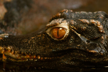 a crocodile partially submerged in water. Its dark brown scaly skin blends with the color of the...