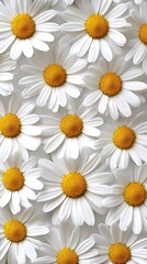 White Daisies Forming a Dense Floral Carpet Viewed from Above