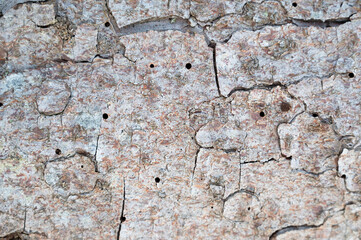 Tree bark infested with bark beetle, galleries and single winding tracks on a dead wood, dieback...