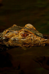 a crocodile partially submerged in water. Its dark brown scaly skin blends with the color of the...