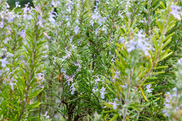 Bee Pollinating Rosemary Flowers