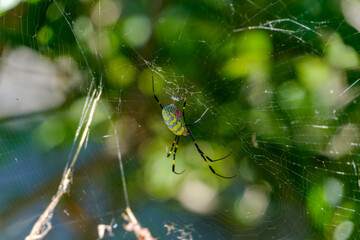 Spider on a Web in Natural Habitat
