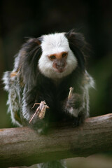 Naklejka premium A monkey with distinctive white fur on its head and dark, shaggy body sits on a branch, nibbling on a small rodent. Its curious expression and relaxed posture blend with the blurred