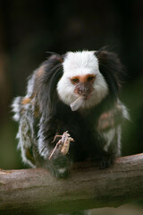 A monkey with distinctive white fur on its head and dark, shaggy body sits on a branch, nibbling on a small rodent. Its curious expression and relaxed posture blend with the blurred