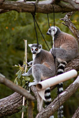 Two ring-tailed lemurs sit on a thick tree branch, one foraging for leaves while the other...