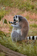 The lemur, with its fluffy grayish-brown coat and white facial markings, sits comfortably on a sturdy branch.