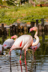 Several flamingos stand elegantly in shallow water, their soft white feathers with pink accents reflecting in the calm water. The lush greenery and wooden barrier add to the serene wildlife setting