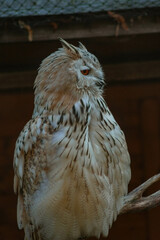 A majestic owl with a rounded head, vivid orange eyes, and beige plumage patterned with dark streaks perches on a branch.