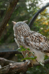 A light-colored owl with speckled white and brown plumage perches on a branch, partially hidden by leaves. Its fluffy feathers add charm, while background netting suggests an enclosed