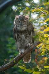 a close-up of an owl perched on a branch, its mottled brown and white feathers adding texture and depth to its appearance.