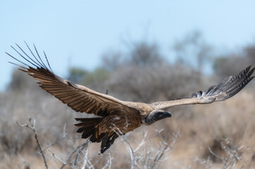 White Backed vulture taking off from the ground after feeding on a carcass
