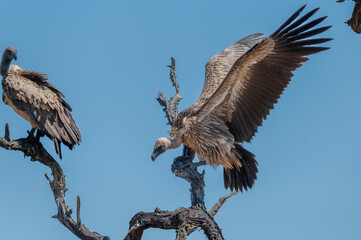 White Backed vulture balancing precariously while landing on a dead tree branch 