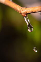 Drops of water, beautiful drops of water falling from a small branch forming beautiful designs. Selective focus.