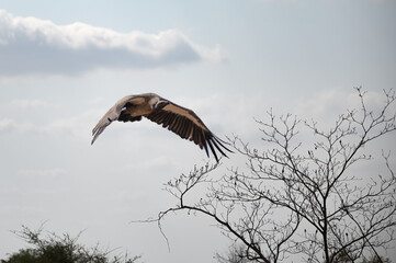 White Backed vulture circling to descend on a kill 