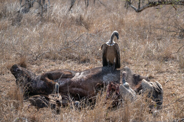 White backed vulture perched on a buffalo carcass 
