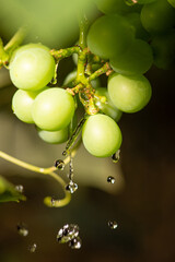 Grapes with water drops, beautiful grape box with water drops forming beautiful designs. Selective focus.