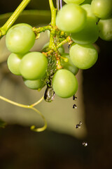 Grapes with water drops, beautiful grape box with water drops forming beautiful designs. Selective focus.