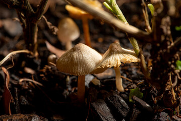 Mushrooms, beautiful mushrooms in a garden in Brazil. Selective focus.