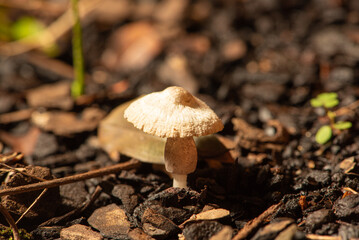 Mushrooms, beautiful mushrooms in a garden in Brazil. Selective focus.