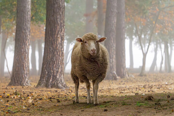 Obraz premium portrait of a sheep on a farm in the morning on a foggy autumn day. a friendly animal that likes to pose. sheep walking in the autumn forest. animal in the fog in the deciduous forest.