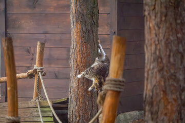 cat climbing trees and playing in the trees at a children's playground in the forest.