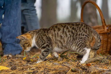 Obraz premium little funny kitten playing on a children's playground in the forest. autumn forest in the morning. fog in the forest.
