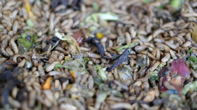 Black soldier fly larvae (Hermetia Illucens) or maggots are eating food waste. These larvae are decomposers of organic waste that contains high protein, good for animal feed such as chicken and fish.