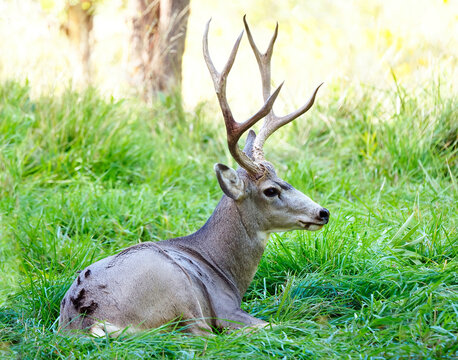 Large Male Mule Deer Resting in the Tall Grass of Capital Reef National Park