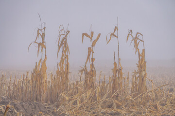 Obraz premium stubble, field after corn cultivation in autumn on a foggy cold damp day. dried corn in the field.