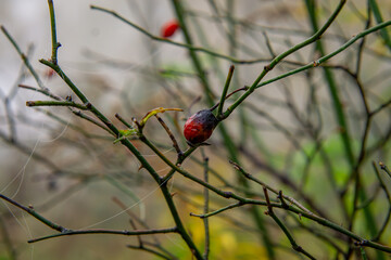 wild rose in autumn color on a bush.