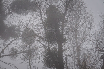 mistletoe growing on a tall tree on a foggy cold and damp morning.