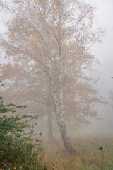 deciduous forest on a foggy autumn morning. autumn colors of leaves and trees in the forest. colorful leaves on birches. high air humidity. magic forest.