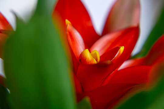 Guzmania conifera is a species of flowering plant in the Bromeliaceae family. blooming guzmani flower
