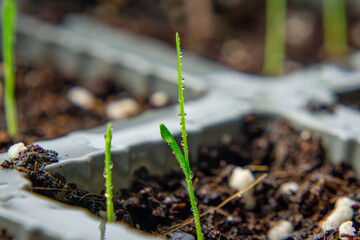 small seedlings growing in a seedbed. production of ornamental plants and grasses