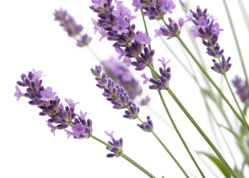 lavender flowers isolated on white background