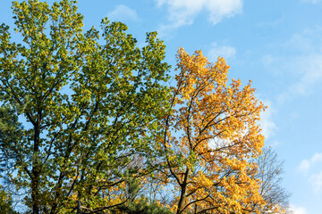 Transition of Seasons: Green and Yellow Autumn Trees Under Blue Sky